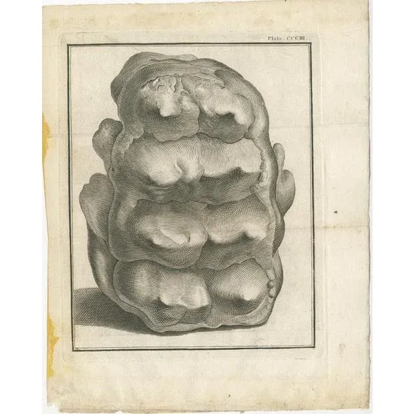 Set of three antique prints of fossils, most likely mammoth. Source unknown, to be determined. Published circa 1810.
