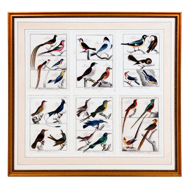 Large Picture Containing Six Different Engravings of Grouping of Birds by Georges-Louis Leclerc For Sale In Philadelphia - Image 6 of 6
