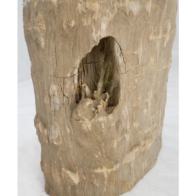 Large Beige Petrified Wood Organic Stomp Shape Stand End Side Table Pedestal For Sale - Image 9 of 11