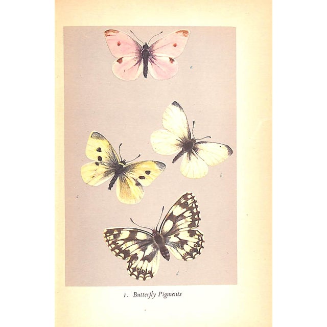 "British Butterflies" 1951 Ford, e.b. For Sale - Image 9 of 11