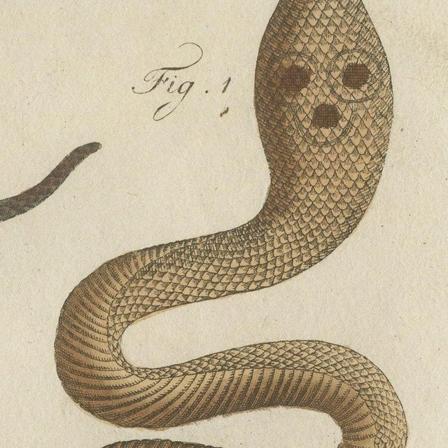 Bertuch, Black Snake with Hummingbird, 1805, Print For Sale - Image 6 of 12