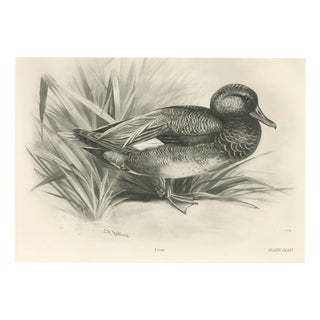 Lilian Medland, Gadwall Duck Among Reeds, 1909, Print For Sale