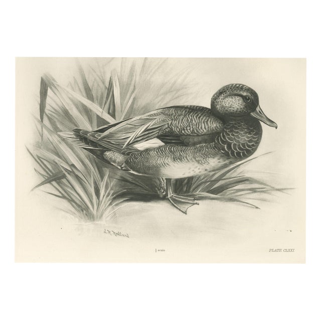 Lilian Medland, Gadwall Duck Among Reeds, 1909, Print For Sale