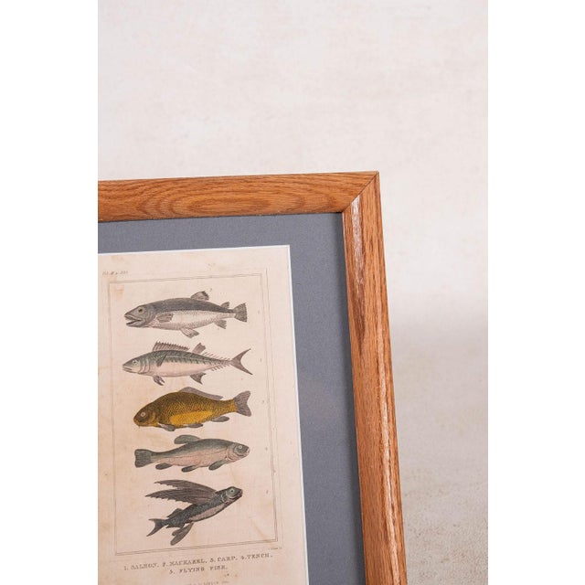 English Late 19th Century British Hand Colored Natural History Engraving Fish (C. 1880s) For Sale - Image 3 of 4