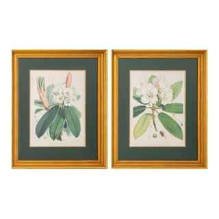 Walter Hood Fitch Botanical Offset Lithographs, 2 For Sale