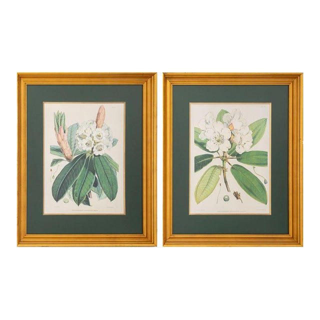Walter Hood Fitch Botanical Offset Lithographs, 2 For Sale