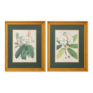 Walter Hood Fitch Botanical Offset Lithographs, 2
