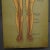 Human Lymphatic and Blood Vessels Anatomical Wall Chart For Sale - Image 4 of 6