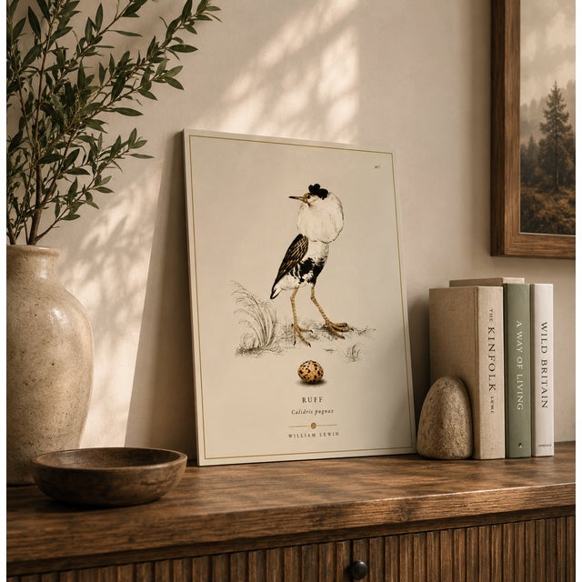 THE WILLIAM LEWIN WATERBIRDS & WADERS COLLECTION "The Ruff" Introduce a striking anchor of historical British naturalist...