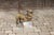 Vintage English Standing Pug Composition Sculpture with Glass Eyes and Collar For Sale - Image 4 of 12