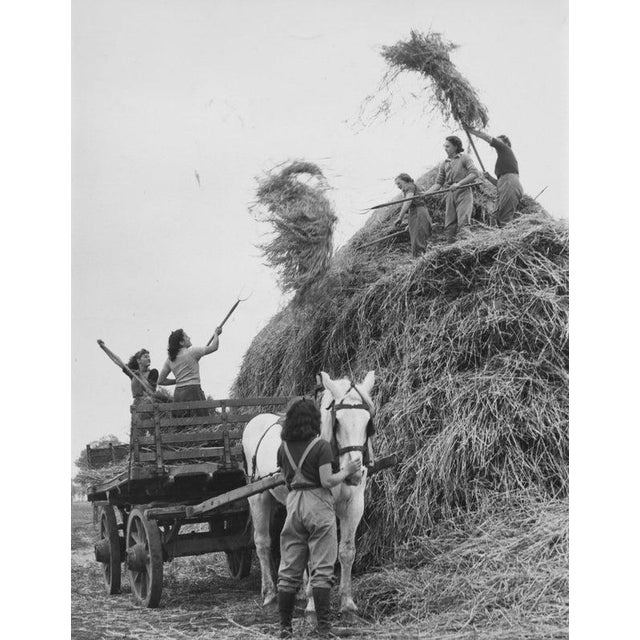 Women's Land Army Members of the Women's Land Army (WLA) at work forking hay from a stack onto a horsedrawn cart for...