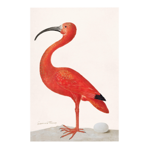 Scarlet Ibis With an Egg, Vintage Art Print Reproduction, 16" X 24"