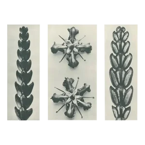 1928 Karl Blossfeldt Original Period Photogravure N67