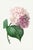 Hydrangea by Pierre-Joseph Redouté, Vintage Botanical Art Print, 32" X 48" For Sale