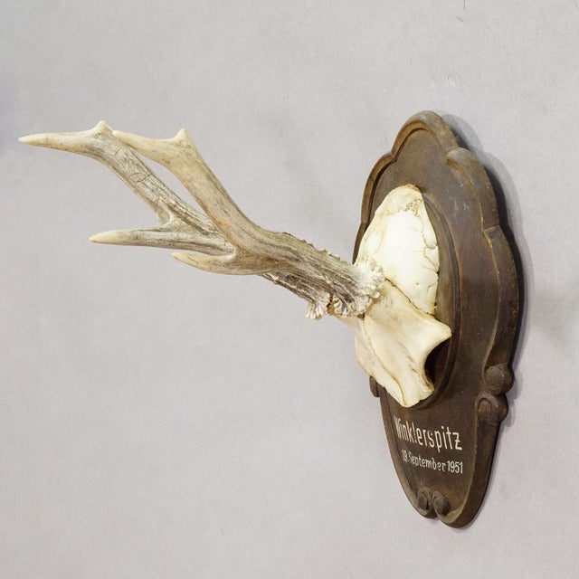 Vintage Roe Deer Trophy on Carved Plaque, Austria 1951 A vintage roe deer (Capreolus capreolus) trophy on a wooden carved...