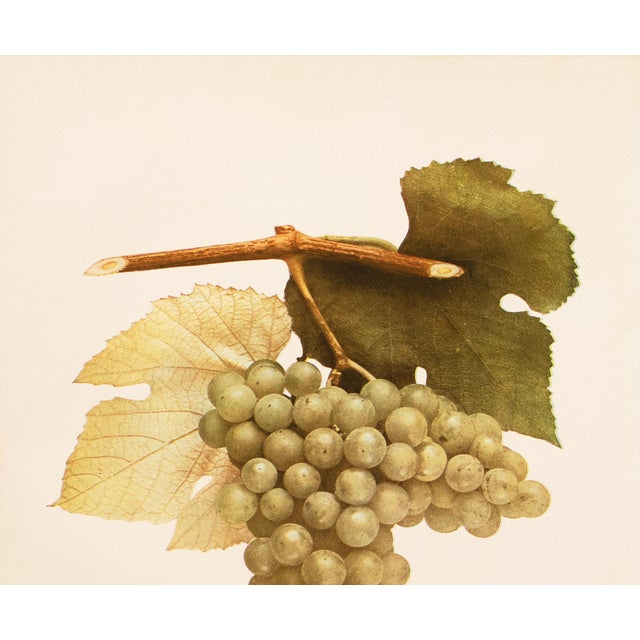 Farmhouse 1900s U. P. Hedrick, Original Antique Photogravure of Winchell Grapes For Sale - Image 3 of 7