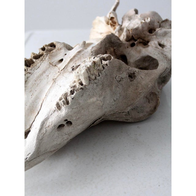 Cream Rustic Weathered Cow Skull For Sale - Image 8 of 13