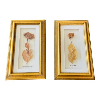 1970s Pair of Lovely Vintage Herbarium Roses, Framed For Sale