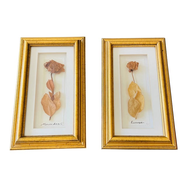 1970s Pair of Lovely Vintage Herbarium Roses, Framed For Sale
