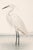 Not Yet Made - Made To Order White Egret Coastal Study, Neutral Bird Wall Art Print, 24″ × 36″ Reproduction For Sale - Image 5 of 10