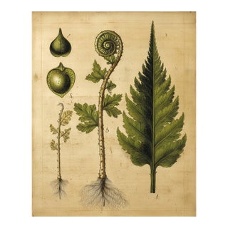Antique Botanical Fern Fine Art Print For Sale