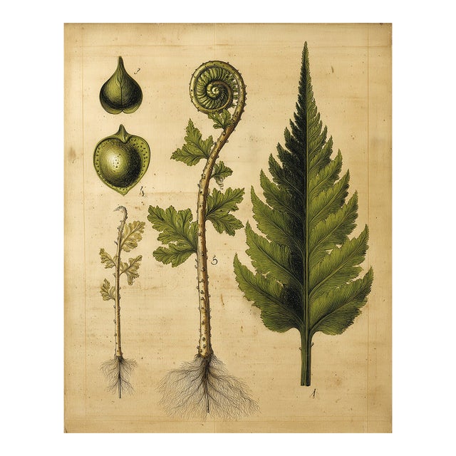 Antique Botanical Fern Fine Art Print For Sale
