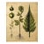 Antique Botanical Fern Fine Art Print For Sale