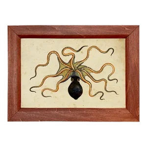 Octopus Framed Print