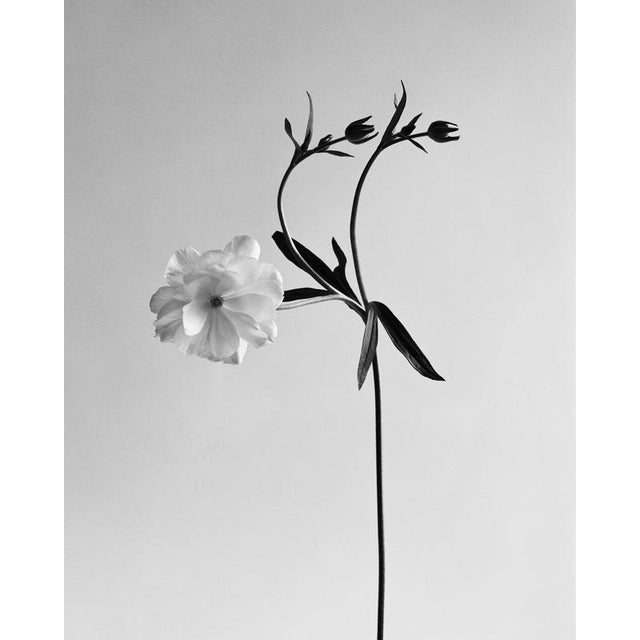 Early 21st Century Ranunculus Butterfly no.2 - Analogue Black and White Floral Photography 2023 For Sale - Image 5 of 5
