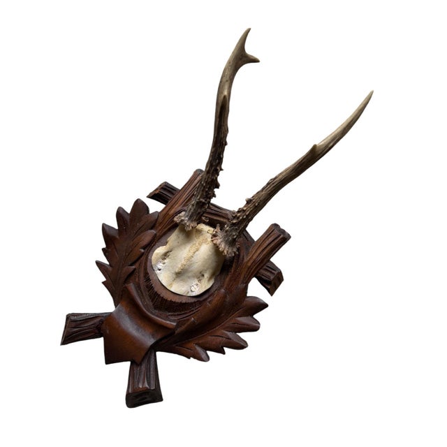 Cabin Roe Deer Trophy 184 Black Forest Antlers Mount For Sale - Image 3 of 5