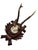 Cabin Roe Deer Trophy 184 Black Forest Antlers Mount For Sale - Image 3 of 5