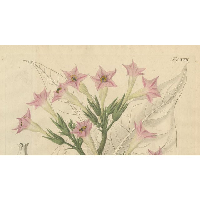 Antique Tobacco Nicotiana Tabacum Botanical Print, 1831 For Sale - Image 3 of 10