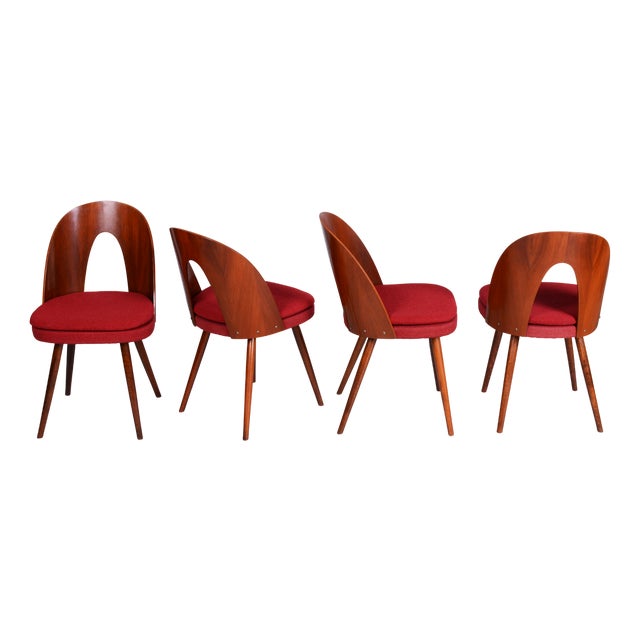 Mid-Century Walnut Chairs from Antonín Šuman, Czech, 1950s, Set of 4 For Sale