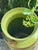 Antique American Milk Pail Canister With American Eagle On For Sale - Image 4 of 4