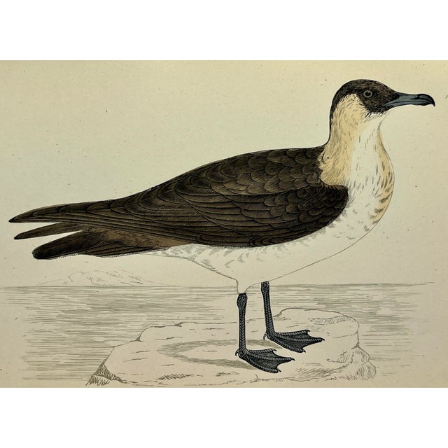 Antique Hand Tinted Bird Print From England Featuring a Brown & White Pomerine Skua - Circa 1888 For Sale - Image 11 of 12
