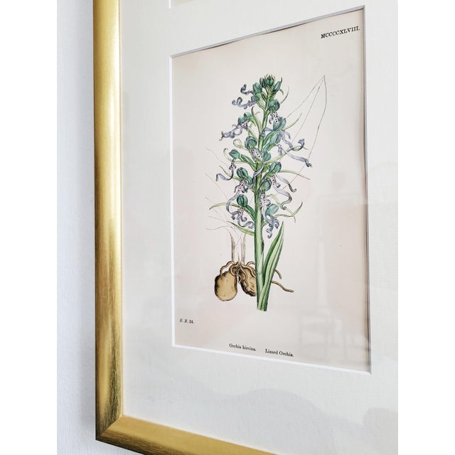 Orchids, 19th Century, Hand Coloured Print Montage For Sale - Image 11 of 18