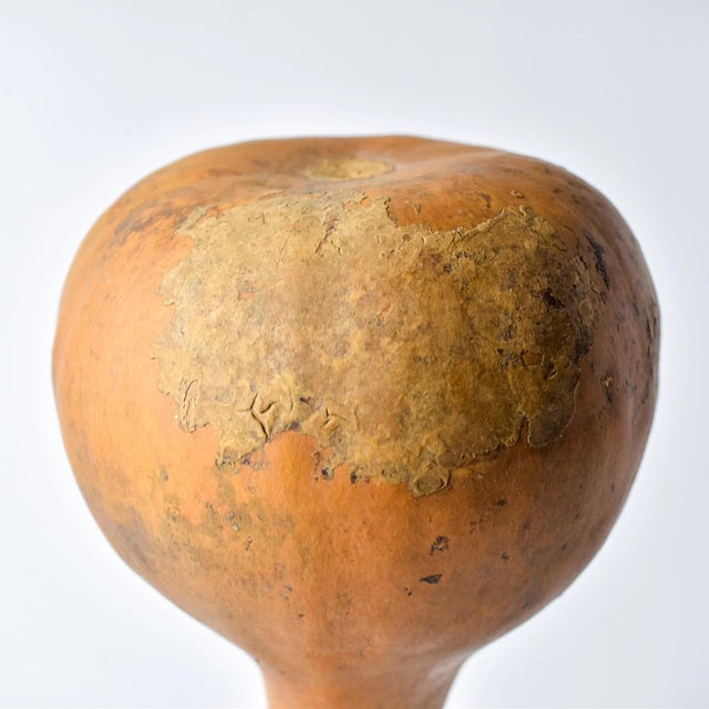 Wood Early 20th Century Calabash Shaker Gourd Asante Nigeria For Sale - Image 7 of 10