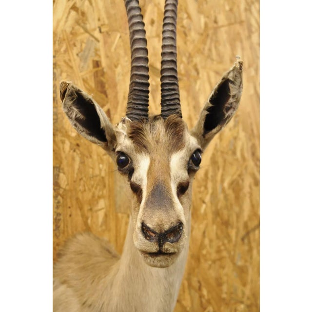 Mid 20th Century Vintage African Antelope Grant's Gazelle Horn Shoulder Mount Wall Taxidermy For Sale - Image 5 of 12