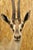 Mid 20th Century Vintage African Antelope Grant's Gazelle Horn Shoulder Mount Wall Taxidermy For Sale - Image 5 of 12