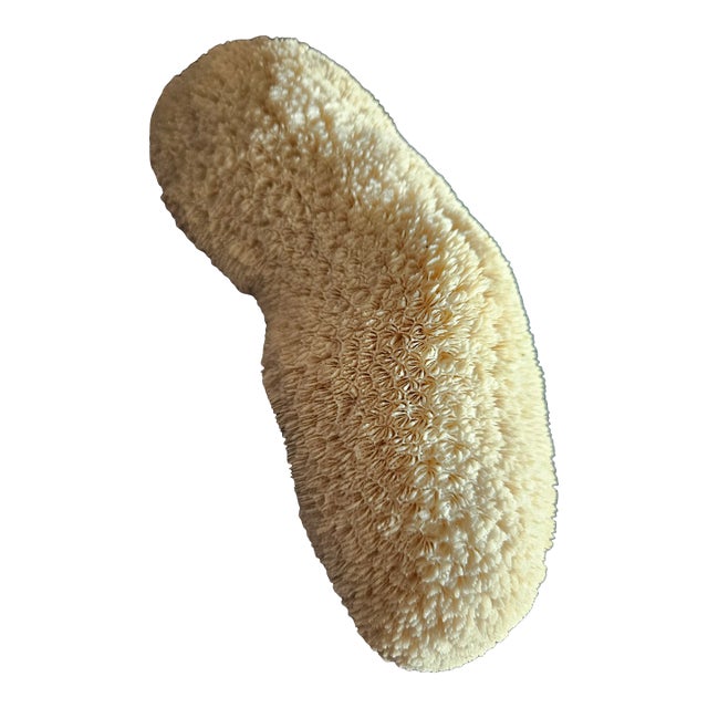 Natural Real Coral White Reef Decor For Sale