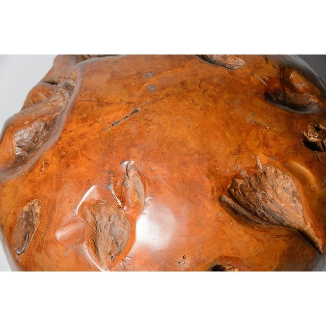 Rare Burl Wood Massive Polished Sphere Sculpture, 21" For Sale - Image 11 of 12