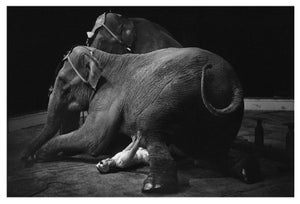 'Heavyweight' Unframed Archival Pigment Print