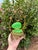 Antique French Opaline Casket Gilt Nest and Ivy Canopy Stand, Palais-Royal Taste, Uranium Glass For Sale In Raleigh - Image 6 of 15