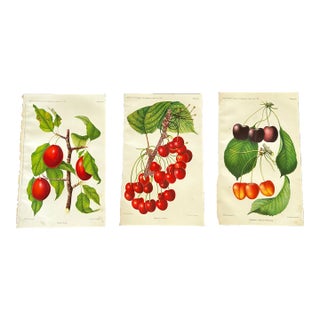 Antique Botanical Art Prints Set of 3 For Sale