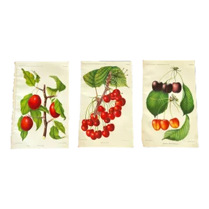 Antique Botanical Art Prints Set of 3
