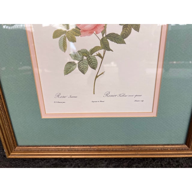 Raphael Late 20th Century Pierre-Joesph Redoute’ Rose Botanical Framed Prints- Pair For Sale - Image 4 of 7