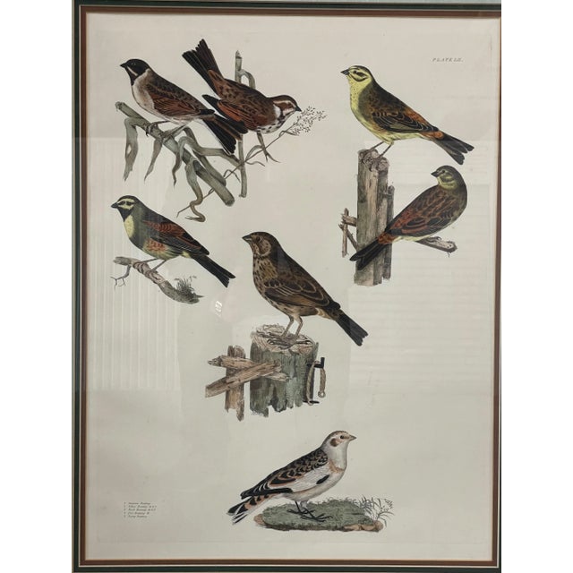 English 19th Century Antique English Bird Engraving For Sale - Image 3 of 4