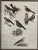 English 19th Century Antique English Bird Engraving For Sale - Image 3 of 4