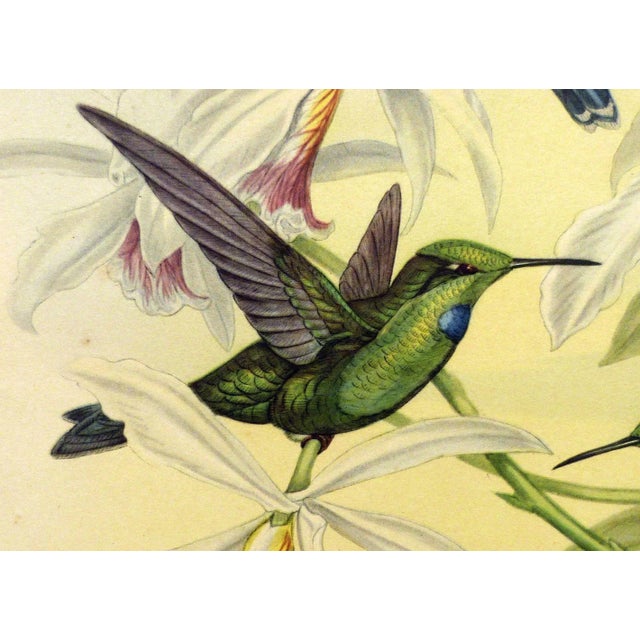 1940s Gould Hummingbird Lithograph, Heliodoxa Jacula. Green Crowned Brilliant For Sale - Image 4 of 7