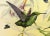 1940s Gould Hummingbird Lithograph, Heliodoxa Jacula. Green Crowned Brilliant For Sale - Image 4 of 7